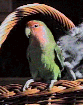 Bird